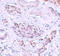 Autophagy Related 3 antibody, A01768, Boster Biological Technology, Immunohistochemistry frozen image 
