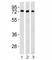 Transcription Factor Binding To IGHM Enhancer 3 antibody, F46400-0.4ML, NSJ Bioreagents, Western Blot image 