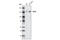 Unc-51 Like Autophagy Activating Kinase 1 antibody, 4776T, Cell Signaling Technology, Western Blot image 
