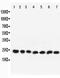 RAB9A, Member RAS Oncogene Family antibody, PA5-79907, Invitrogen Antibodies, Western Blot image 