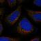 FYVE And Coiled-Coil Domain Containing 1 antibody, PA5-57307, Invitrogen Antibodies, Immunofluorescence image 