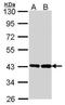 G Protein Subunit Alpha O1 antibody, PA5-30044, Invitrogen Antibodies, Western Blot image 