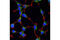 Clathrin Heavy Chain antibody, 4796T, Cell Signaling Technology, Immunofluorescence image 
