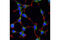 CLH1 antibody, 4796T, Cell Signaling Technology, Immunofluorescence image 