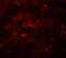 Transmembrane Protein 192 antibody, A11938, Boster Biological Technology, Immunofluorescence image 