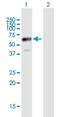 Ajuba LIM Protein antibody, H00084962-B01P, Novus Biologicals, Western Blot image 
