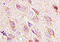 Acetylcholine Receptor antibody, 251519, Abbiotec, Immunohistochemistry paraffin image 