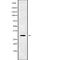 Ret Finger Protein Like 4B antibody, abx218267, Abbexa, Western Blot image 