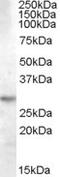 Tyrosine 3-Monooxygenase/Tryptophan 5-Monooxygenase Activation Protein Theta antibody, NBP1-06008, Novus Biologicals, Western Blot image 