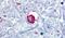 Bombesin Receptor Subtype 3 antibody, PA5-32675, Invitrogen Antibodies, Immunohistochemistry frozen image 