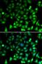Ribonucleic Acid Export 1 antibody, LS-C334899, Lifespan Biosciences, Immunofluorescence image 