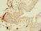 T-Complex 11 Like 2 antibody, CSB-PA847634LA01HU, Cusabio, Immunohistochemistry frozen image 