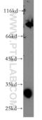 Septin-4 antibody, 12476-1-AP, Proteintech Group, Western Blot image 
