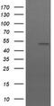 KIAA0860 antibody, CF502810, Origene, Western Blot image 