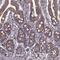 DENN Domain Containing 4B antibody, NBP2-68913, Novus Biologicals, Immunohistochemistry paraffin image 