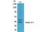 Inhibin Subunit Beta E antibody, A10030, Boster Biological Technology, Western Blot image 