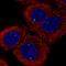 Inhibitor Of CDK, Cyclin A1 Interacting Protein 1 antibody, PA5-65720, Invitrogen Antibodies, Immunofluorescence image 