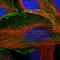BAI1 Associated Protein 2 Like 1 antibody, PA5-54906, Invitrogen Antibodies, Immunofluorescence image 