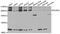RNA Polymerase II Subunit A antibody, A2107, ABclonal Technology, Western Blot image 
