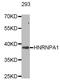 Heterogeneous Nuclear Ribonucleoprotein A1 antibody, abx005412, Abbexa, Western Blot image 