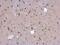 ARD antibody, PA5-31217, Invitrogen Antibodies, Immunohistochemistry frozen image 