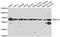 Ecto-NOX disulfide-thiol exchanger 2 antibody, A06214, Boster Biological Technology, Western Blot image 