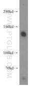 SLIT-ROBO Rho GTPase Activating Protein 1 antibody, 13252-1-AP, Proteintech Group, Western Blot image 