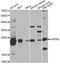 Heat Shock Protein Family B (Small) Member 8 antibody, A2514, ABclonal Technology, Western Blot image 