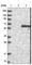 GDNF Family Receptor Alpha 2 antibody, HPA024704, Atlas Antibodies, Western Blot image 