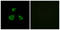 Mitochondrial Ribosomal Protein L52 antibody, LS-C199277, Lifespan Biosciences, Immunofluorescence image 