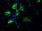 Nucleobindin 1 antibody, MA5-25764, Invitrogen Antibodies, Immunocytochemistry image 