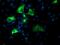 Nucleobindin-1 antibody, MA5-25764, Invitrogen Antibodies, Immunocytochemistry image 