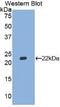 Interferon Beta 1 antibody, MBS2002232, MyBioSource, Western Blot image 