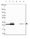 Chloride Intracellular Channel 4 antibody, HPA060804, Atlas Antibodies, Western Blot image 