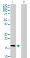 Nucleoside diphosphate kinase 3 antibody, H00004832-B01P, Novus Biologicals, Western Blot image 