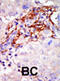 Mitogen-Activated Protein Kinase Kinase 3 antibody, abx033761, Abbexa, Immunohistochemistry frozen image 