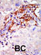 Dual specificity mitogen-activated protein kinase kinase 3 antibody, abx033761, Abbexa, Immunohistochemistry frozen image 