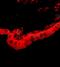 Serpin Family F Member 1 antibody, orb11261, Biorbyt, Immunofluorescence image 