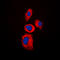 Interferon-inducible protein AIM2 antibody, LS-C354127, Lifespan Biosciences, Immunofluorescence image 
