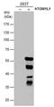 Target Of Myb1 Like 1 Membrane Trafficking Protein antibody, MA5-27806, Invitrogen Antibodies, Western Blot image 