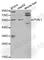 Nectin Cell Adhesion Molecule 1 antibody, A2037, ABclonal Technology, Western Blot image 