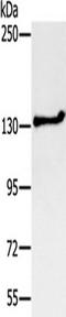 Nuclear Export Mediator Factor antibody, TA351638, Origene, Western Blot image 