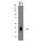 Lutropin beta chain antibody, AF8016, R&D Systems, Western Blot image 