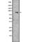 Cullin 5 antibody, abx146804, Abbexa, Western Blot image 