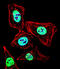 Histone Deacetylase 2 antibody, A00325-2, Boster Biological Technology, Immunofluorescence image 
