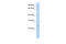 SAP Domain Containing Ribonucleoprotein antibody, 30-653, ProSci, Enzyme Linked Immunosorbent Assay image 