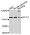 Exostosin Like Glycosyltransferase 3 antibody, STJ23590, St John