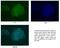 POU Class 5 Homeobox 1 antibody, 11263-1-AP, Proteintech Group, Immunofluorescence image 