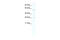 Achaete-Scute Family BHLH Transcription Factor 2 antibody, 28-587, ProSci, Western Blot image 