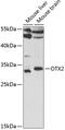 Orthodenticle Homeobox 2 antibody, GTX33377, GeneTex, Western Blot image 